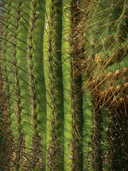 closeup of saguaro cactus and its needles