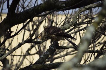 Birds of Colombia