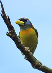 Birds of Colombia