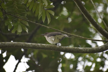 Birds of Colombia