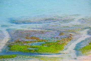 Rock at the beach covered by seaweed