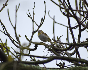 Birds of Colombia
