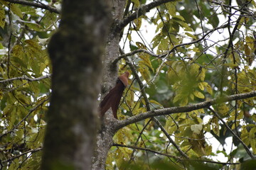 Birds of Colombia