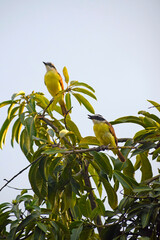 Birds of Colombia Mayos