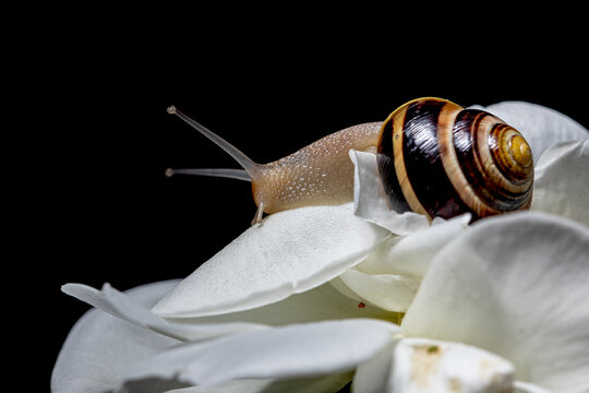 A snail resting on a delicate white rose blossom 