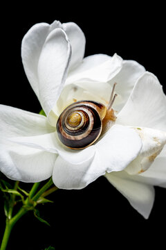 A snail resting on a delicate white rose blossom 