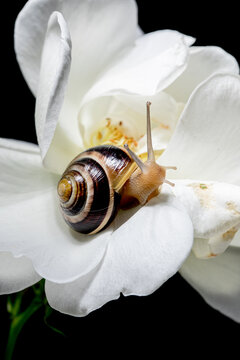 A snail resting on a delicate white rose blossom 