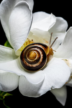 A snail resting on a delicate white rose blossom 