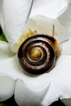 A snail resting on a delicate white rose blossom 