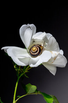 A snail resting on a delicate white rose blossom 
