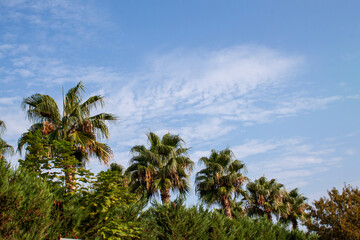 Fototapeta premium palm trees against blue sky