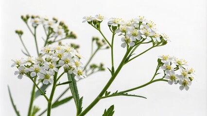 Fototapeta premium Small white flowers with delicate petals and a cluster of tiny blooms on a green stem, botanical photography, gypsophila, close-up, little white flowers