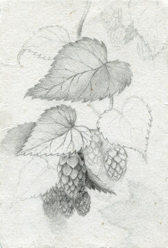 hop botanical drawing