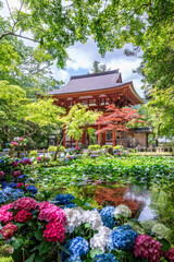 女人高野室生寺 仁王門とバン字池の紫陽花　奈良県宇陀市室生
