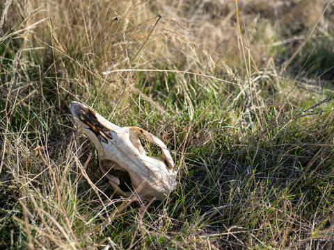 Animal skull in grass