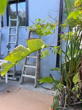 Ladders Leaning Against A Wall Near Greenery