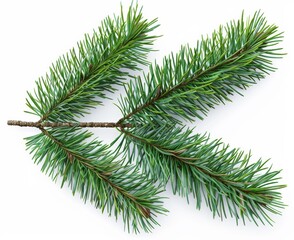 christmas branch