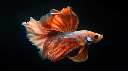 Fototapeta premium A vibrant orange betta fish with long, flowing fins, swims gracefully against a black background.