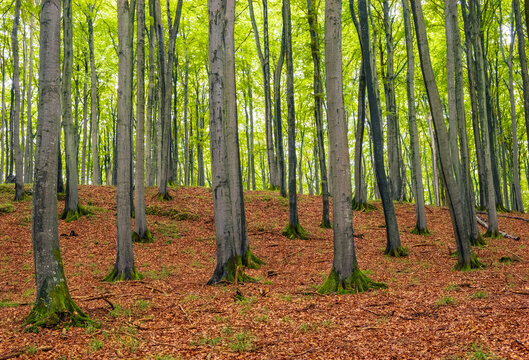 Brightly vibrant forest with green foliage in summer
