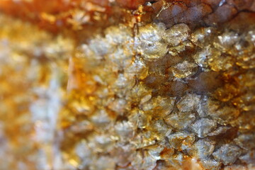 Macro Images of Raw Meats Like Beef, Salmon, Bacon, Salami