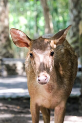 Fototapeta premium portrait of a deer