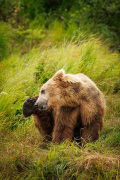 Bear Scratching