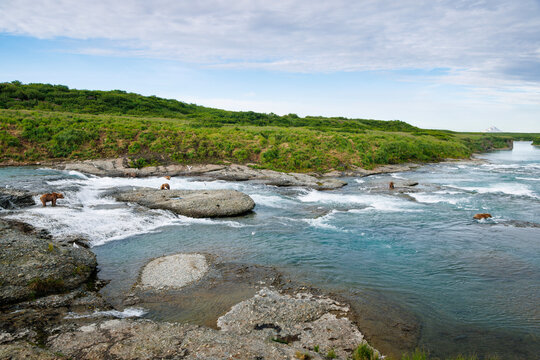 McNeil River VIew