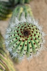 Top View of Pitaya Cactus in Sonoran Desert