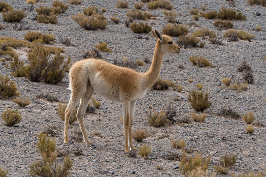 Vicu&ntilde;a en la puna de Catamarca.