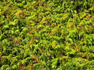 Kelakai plants (Stenochlaena Palustris) grow wild and abundantly in the tropical nature of Kalimantan © RMX IMG