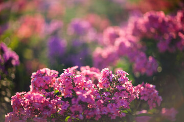 Summer nature flowers