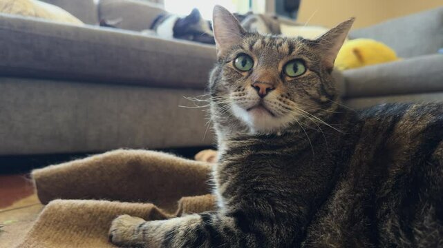 Cat laying on scratch pad in living room yawning 4k
