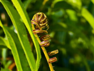 Kelakai plants (Stenochlaena Palustris) grow wild and abundantly in the tropical nature of Kalimantan © RMX IMG
