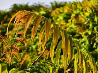 Kelakai plants (Stenochlaena Palustris) grow wild and abundantly in the tropical nature of Kalimantan © RMX IMG