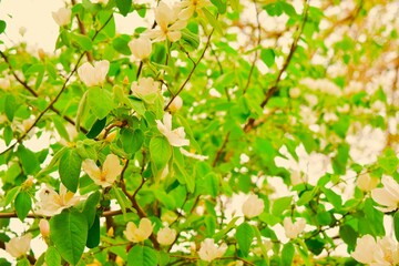 Apple tree flowers in Uzbekistan