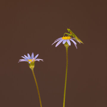 Prey Mantis on blue daisy