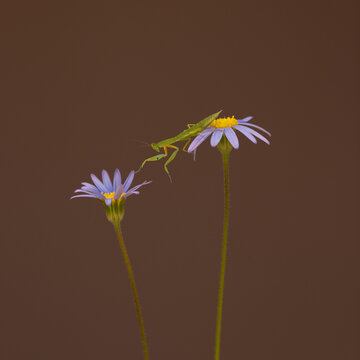 Prey Mantis climbing across to Blue daisy