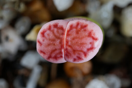 succulent plant macro