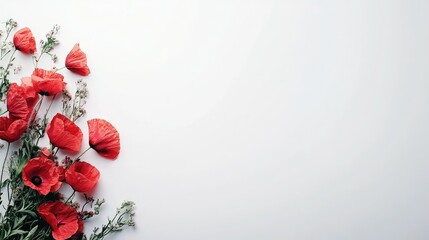 Bright Red Poppy Flowers on White Background