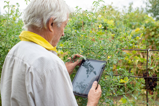 Elderly farmer faceless with a tablet looks at plants