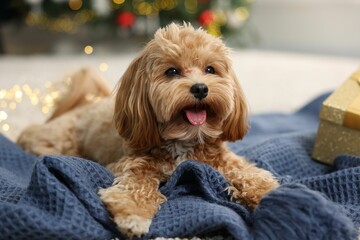 Cute Maltipoo dog on blanket in room decorated for Christmas