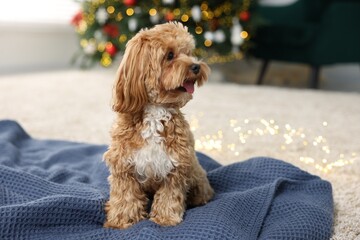 Cute Maltipoo dog on blanket in room decorated for Christmas