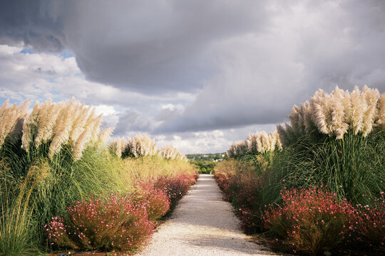 Pathway flanked by lush decorative grasses and flowers.