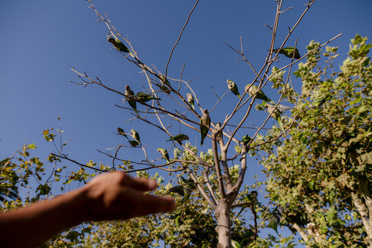 parrots on the branches of a tree 