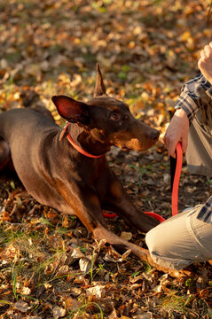 Doberman dog breed