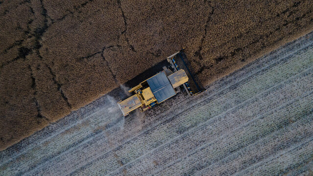 ombine Harvester at Work in Wheat Field