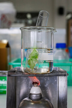 Scientist working