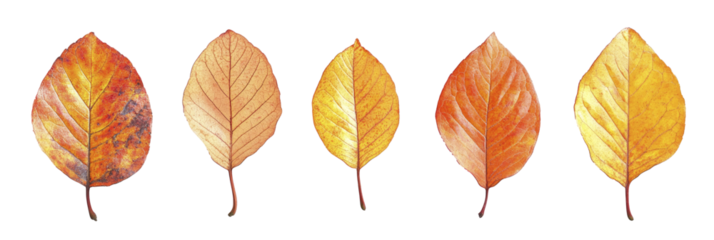 Close up photo, collection set of five different orange and yellow colorful leaves in autumn, isolated on panoramic whitebackground, fall autumnal season , ai