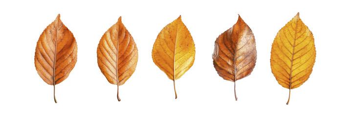 Obraz premium Close up photo, collection set of five different orange and yellow colorful leaves in autumn, isolated on panoramic whitebackground, fall autumnal season , ai