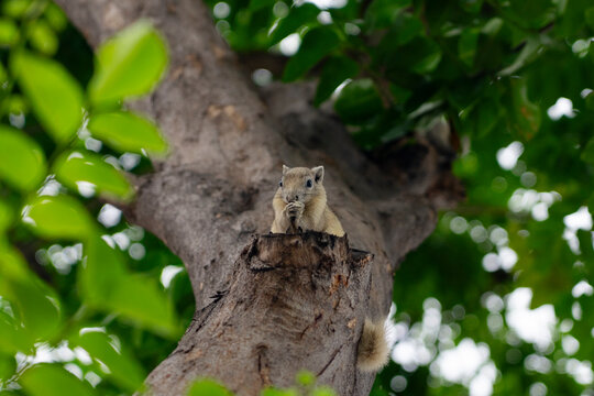 Squirrel join hands